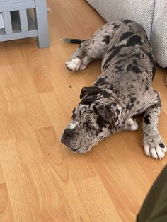 a dog laying on the floor next to a couch