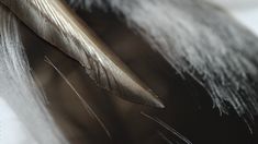 a feather is laying on top of a white sheet with black and silver feathers around it