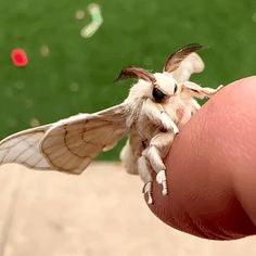 a close up of a person holding a small insect