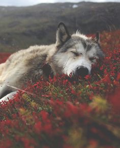 a wolf laying in the grass with its eyes closed