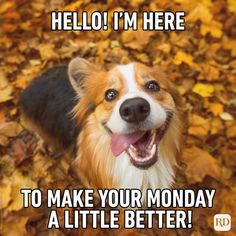 a brown and white dog standing in leaves with its mouth open, saying hello i'm here to make your monday a little better