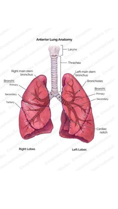 the anatomy of the lungs and its major organs, including the thoric lunge