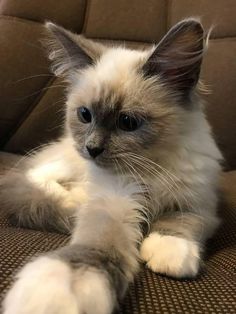 a white and grey cat sitting on top of a couch next to a pillow with its paws up