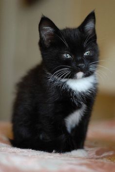 a black and white kitten sitting on top of a bed