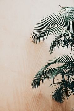 two green palm trees against a beige wall