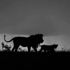 two lions walking across a grass covered field next to each other on a cloudy day