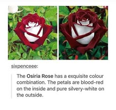 an image of a red rose with white petals and the caption's description