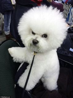 a small white dog sitting on top of a black bag in someone's lap