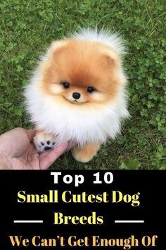 small cute dog breeds we can't get enough of them to be petted