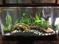 an aquarium with plants and rocks in it