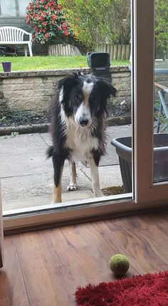 a black and white dog standing in front of a sliding glass door next to a red rug