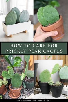 how to care for pricky pear cactus in the winter and spring time