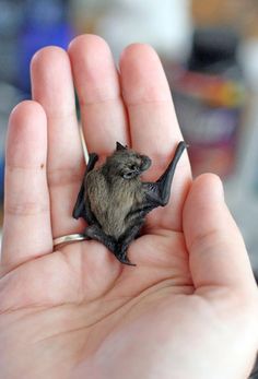 tiny Bumblebee Bat, Black Bat, Batgirl, Beautiful Creatures