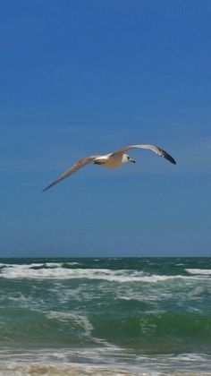 a seagull flying over the ocean on a sunny day