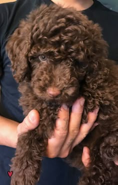 a person holding a brown dog in their hands