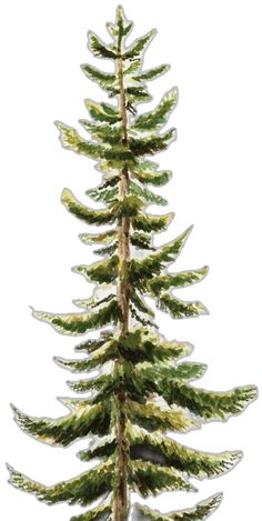 a tall pine tree with green leaves on it