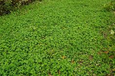 the grass is covered with small green plants