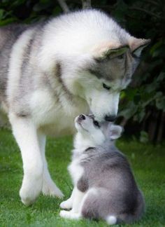 two dogs playing with each other in the grass