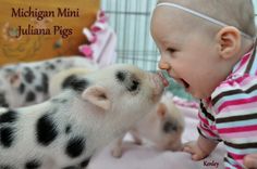 there is a baby girl playing with two small pigs