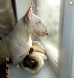 a white dog laying on top of a window sill next to a siamese cat