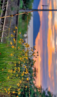 some yellow flowers are hanging from a wire