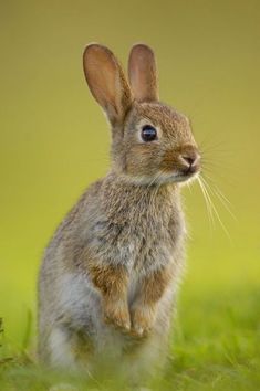 a brown rabbit sitting in the grass looking at the camera with its ears up - stock photo