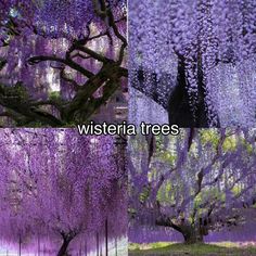 two pictures of trees with purple flowers and the words wisteria trees