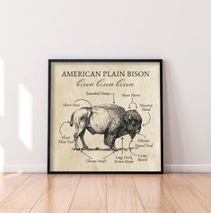 an american plain bison diagram on a white wall in a room with hardwood floors and hard wood flooring