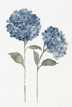 two blue flowers with green leaves on a white background in watercolor and pen drawing