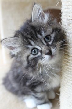 a small gray kitten sitting on top of a scratching post