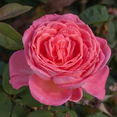 a pink rose with green leaves in the background