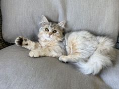 a cat laying on top of a gray couch next to a pillow with its paw in the air