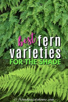 Best Fern Varieties For The Shade Perennial Ferns, Fern Varieties, Christmas Fern, Evergreen Ferns, Autumn Fern, Japanese Painted Fern, Shade Garden Design, House To Home, Ferns Garden