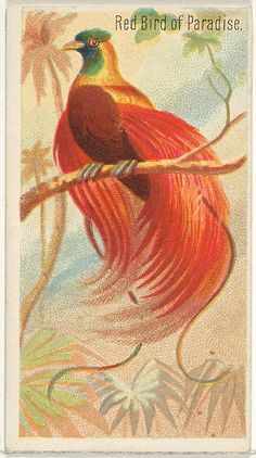 a red bird of paradise sitting on top of a tree branch