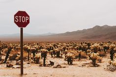 a red stop sign sitting in the middle of a desert filled with cacti