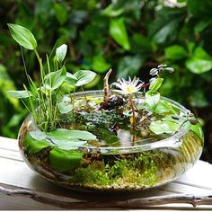 a glass bowl filled with water and plants