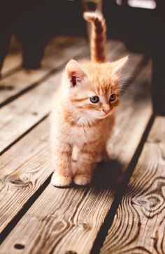 an orange kitten walking across a wooden deck