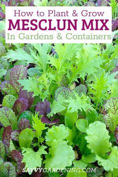 some plants that are growing in the ground with text overlay reading how to plant and grow mesclun mix in gardens & containers