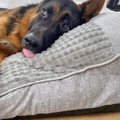 a dog laying on top of a gray pillow