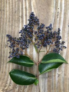 some blue berries are growing out of the leaves on a wooden board with wood planks in the background