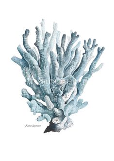 a drawing of some blue corals on a white background