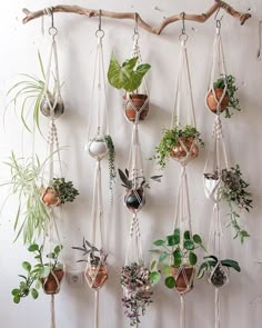 several hanging planters with plants in them on a white wall next to a wooden branch