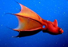 a red and yellow fish floating on top of blue water