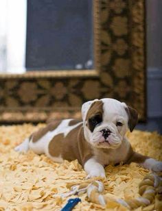 a small brown and white dog laying on top of a pile of wood shavings