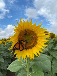 Three honey bees and a monarch butterfly land on a sunflower in Northern California. A blue sky with fluffy clouds are the backdrop. Sunflower Reference Photo, Sunflower Reference, Sunflowers With Butterflies, Butterfly On Sunflower, Beach Sunflower, Sunflowers And Lavender, Butterfly And Sunflower, Photo Butterfly, Daisy Meadows