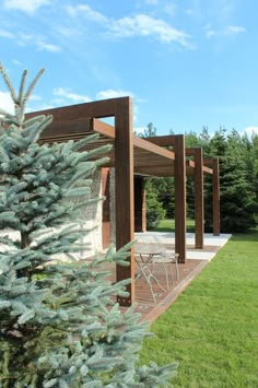 a small tree in the middle of a yard next to a patio and pergolated area