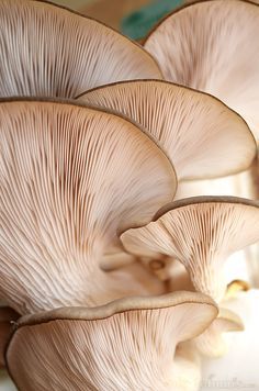 several mushrooms growing on the side of a table