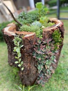 a tree stump with succulents and other plants growing in it on the grass