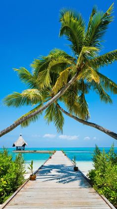 a wooden dock leading to the beach with palm trees