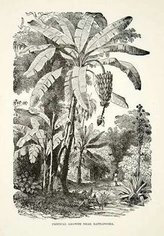 an old drawing of a banana tree in the jungle with other trees and plants around it